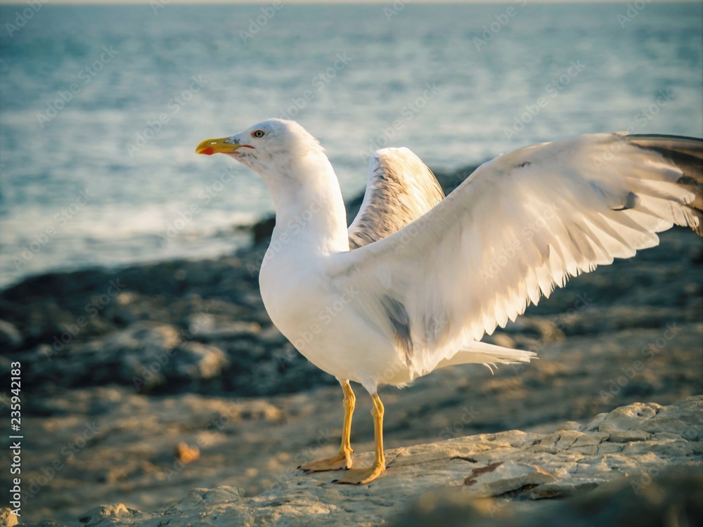 seagull seagull