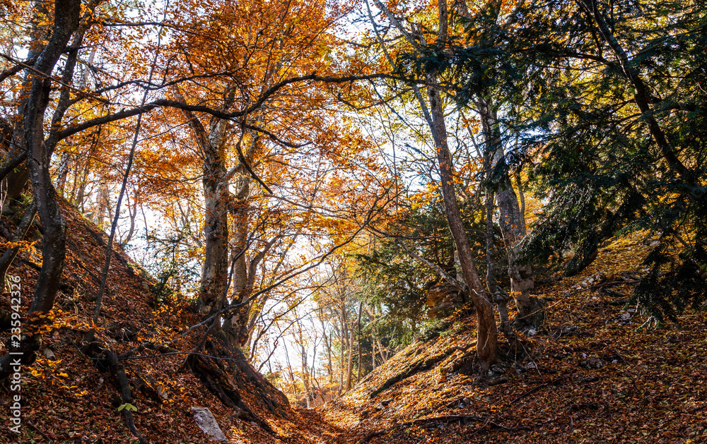 Fototapeta premium Autumn forest