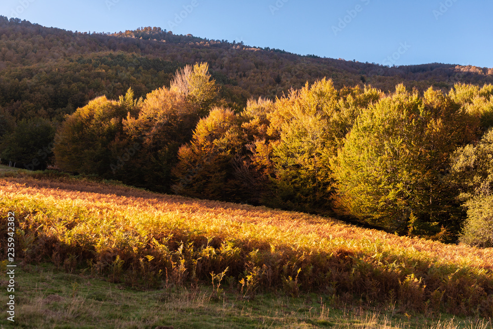 Naklejka premium Mata del Haya beech forest, Belagua valley, Navarre, Spain