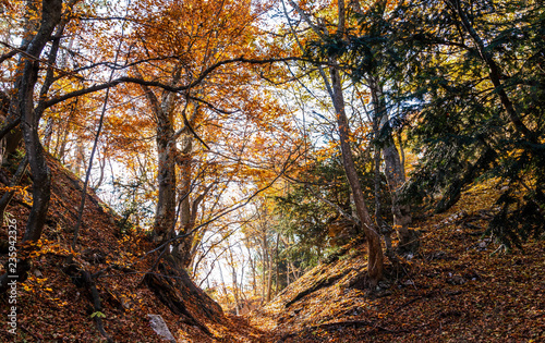 Autumn forest