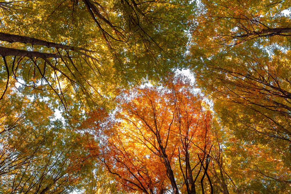 Obraz premium Mata del Haya beech forest, Belagua valley, Navarre, Spain