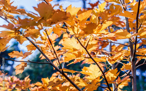 Autumn forest