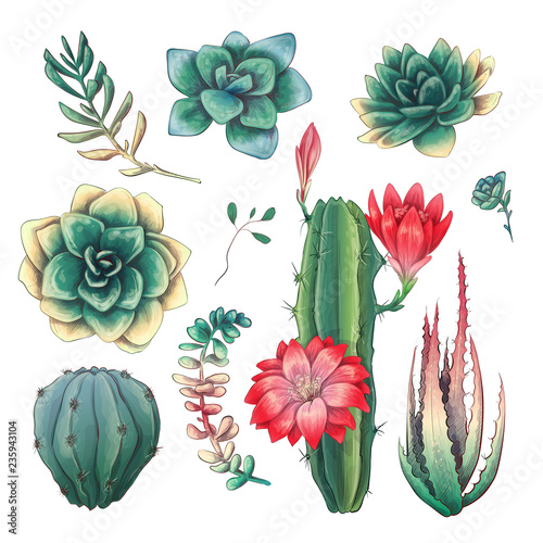 Hand drawn colorful cactuses and succulent set. Houseplant, cactus, tropical plants.