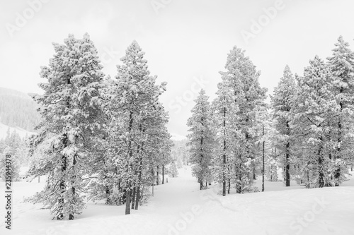 Ice cold high-key winter landscape with fir trees in the foothills of Switzerland