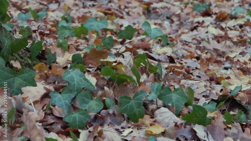 Beautiful autumn forest in Zagreb, Croatia. Beautiful autumn forest in Zagreb, Croatia.