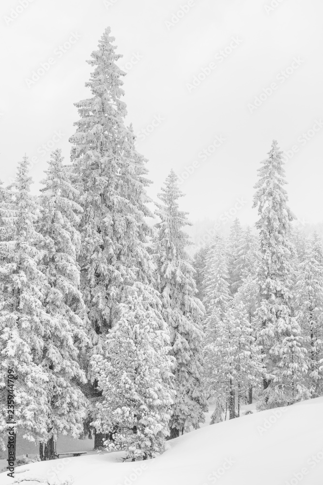 Naklejka premium High-key winter landscape with fir trees in the foothills of Switzerland
