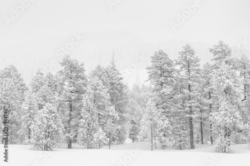 High-key winter landscape with fir trees in the foothills of Switzerland