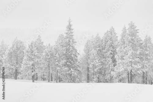 High-key winter landscape with fir trees in the foothills of Switzerland