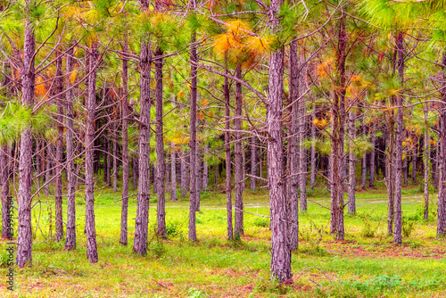 Pine Forest Florida