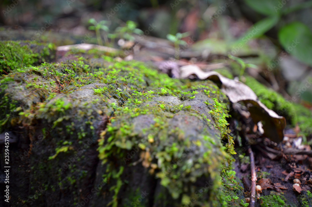 Nature Nature