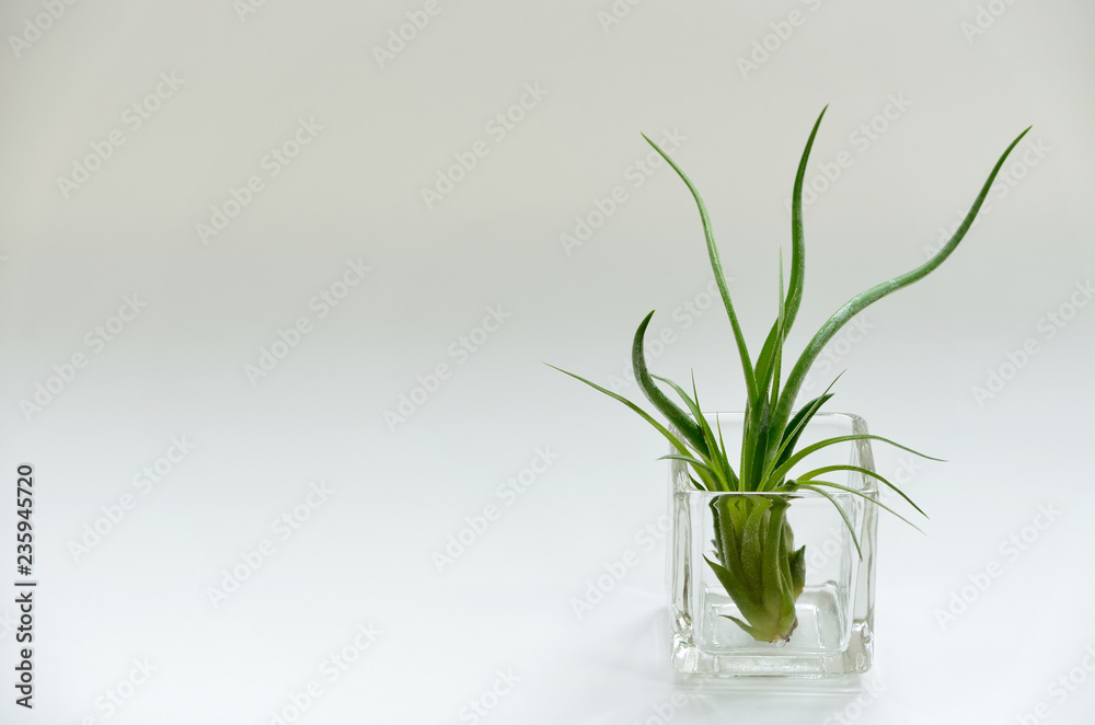 エアプランツ エアプランツ