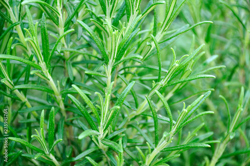 GROWING ROSEMARY