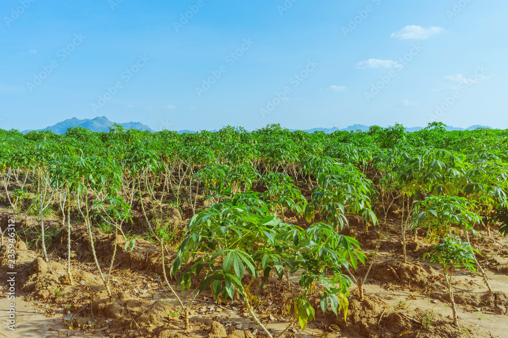 View of cassava field in Kanchanaburi, Thailand