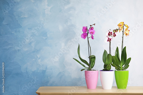 Fototapeta Naklejka Na Ścianę i Meble -  Beautiful tropical orchid flowers in pots on table near color wall. Space for text