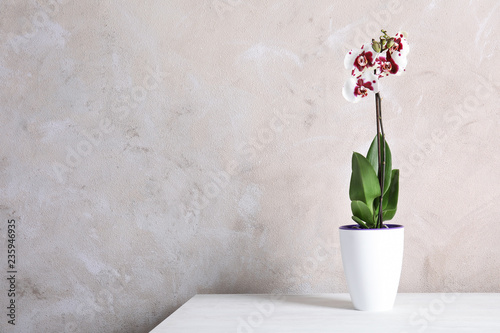 Fototapeta Naklejka Na Ścianę i Meble -  Beautiful tropical orchid flower in pot on table near color wall. Space for text