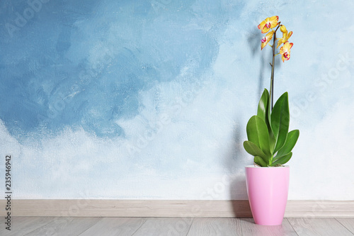 Beautiful tropical orchid flower in pot on floor near color wall. Space for text