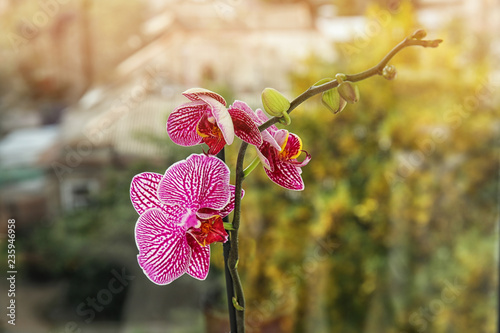 Beautiful tropical orchid flower near window glass, closeup