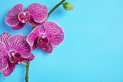 Fototapeta Naklejka Na Ścianę i Meble -  Branch with beautiful tropical orchid flowers on color background, top view. Space for text