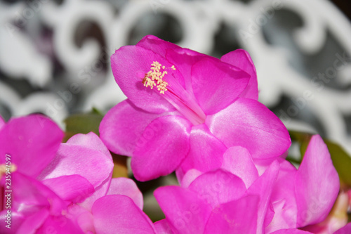 Decembrist, decabrist,flower, pink, nature, plant, flowers, flora, bloom, blossom, garden, purple, orchid, spring, green, beautiful, red, floral, petal, beauty, macro, white, cyclamen, petals, natural