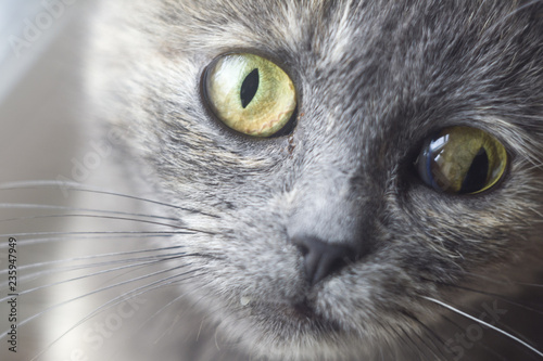 Fototapeta Naklejka Na Ścianę i Meble -  Cross-eyed cat portrait