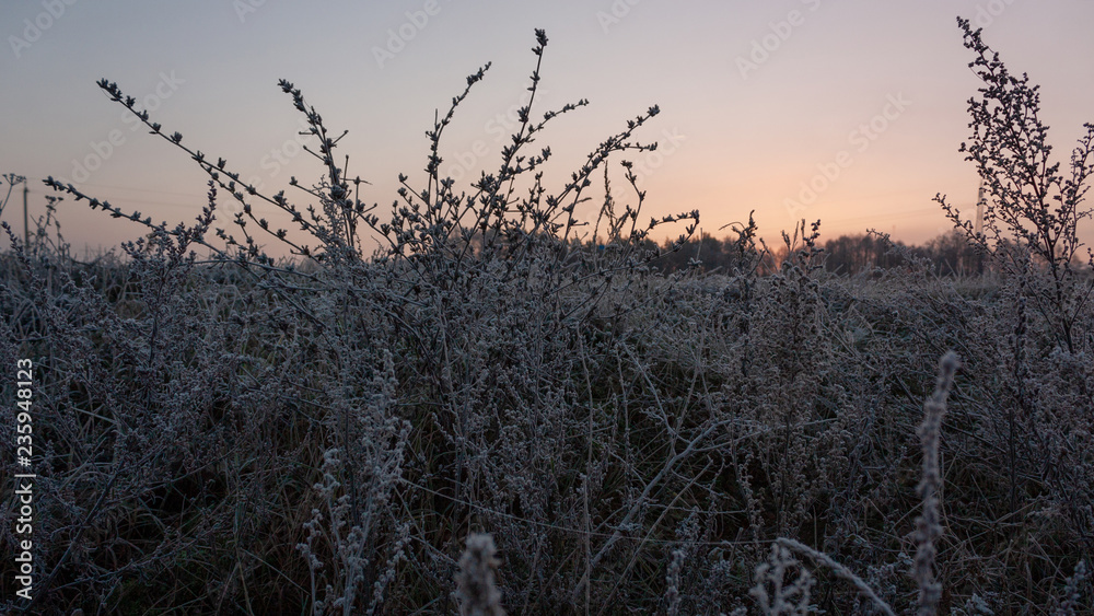 Obraz premium Background of stems and flowers of grass covered with hoarfrost and the sky at sunrise. The first frost.