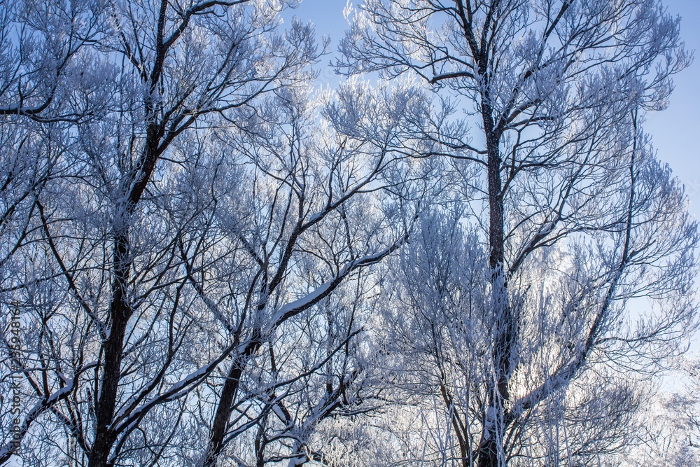 Frozen tree branches. White frost in winter on a branch Frozen tree branches. White frost in winter on a branch