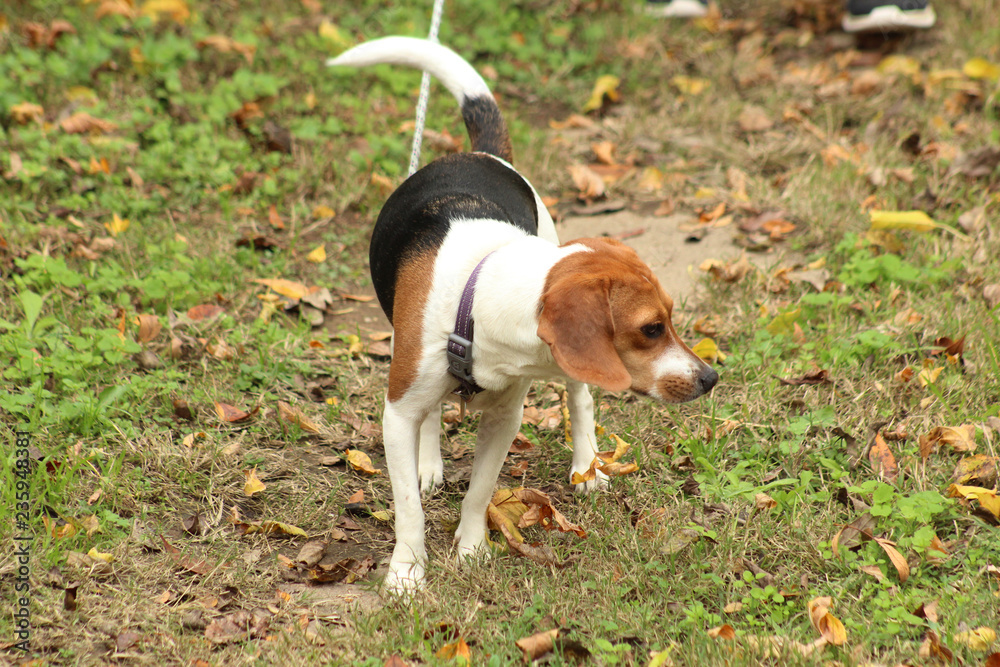 A beagle puppy looking for something
