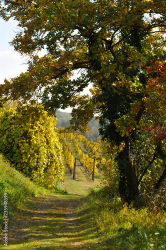Fototapeta Naklejka Na Ścianę i Meble -  Colorful autumn with vineyard