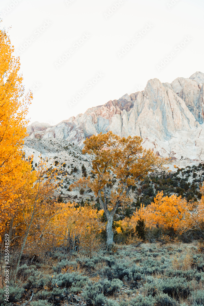 Colorful trees with mountains in the distance Colorful trees with mountains in the distance