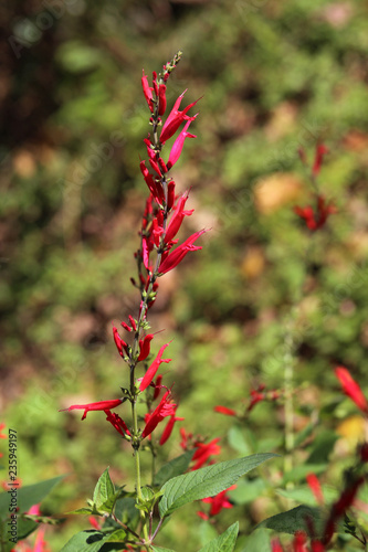 Pineapple sage flowers on a sunny day