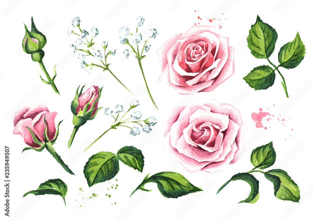 Set of elements of pink rose flower. Watercolor hand drawn illustration,  isolated on white background