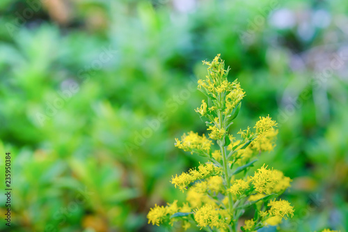 Close up of beautiful little yellow flower with green leaf. Nature background.