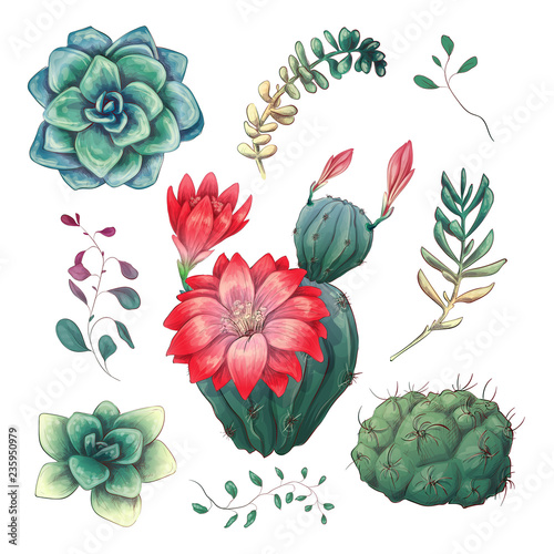 Hand drawn colorful cactuses and succulent set. Houseplant, cactus, tropical plants.