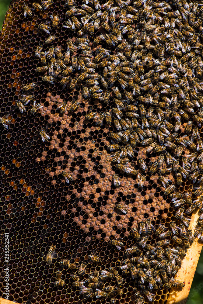 Close up of a beehive frame with bees and honey Close up of a beehive frame with bees and honey