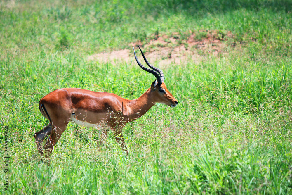 Naklejka premium 鹿
