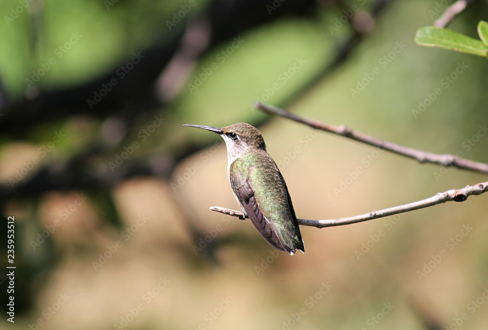 Fototapeta premium Hummingbird Resting