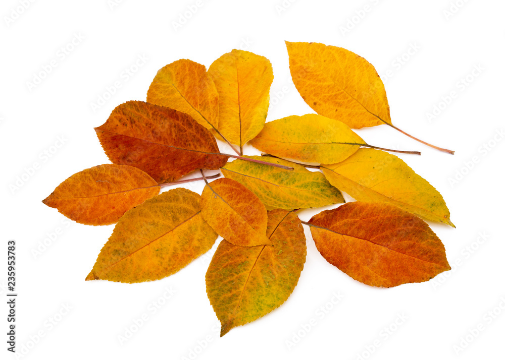 Fototapeta premium Colorful autumn leaves isolated on white background
