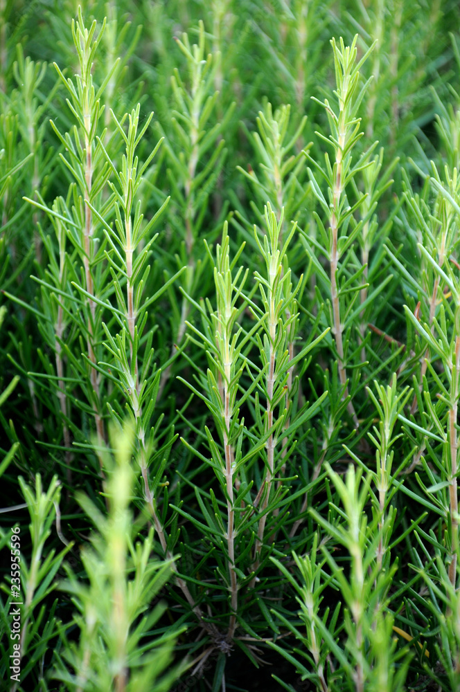 FIELD OF GROWING ROSEMARY