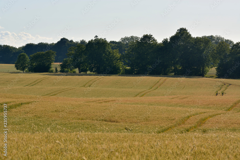 grain fields in the summer season