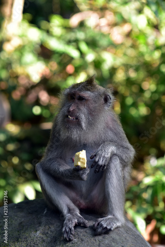 Monkey at Sacred Monkey Forest, Ubud, Bali, Indonesia. Long-tailed macaque
