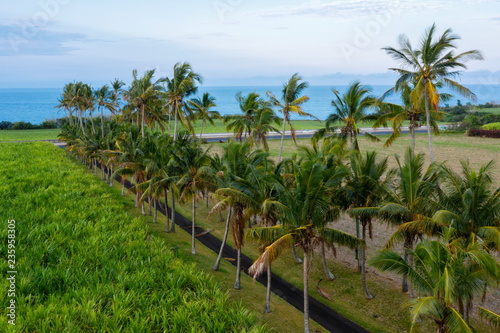 Wallpaper Mural cocotier Torontodigital.ca