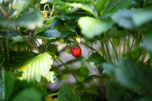 Strawberry plant. Wild stawberry bushes. Strawberries in growth at garden. Ripe berries and foliage strawberry