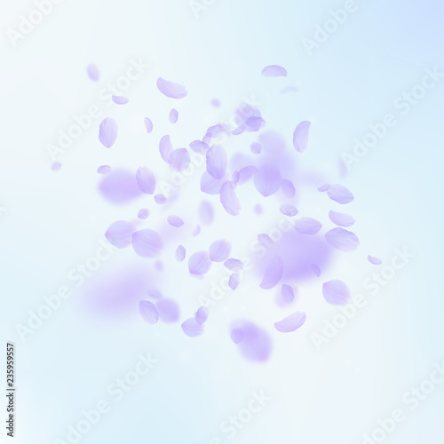 Violet flower petals falling down. Popular romanti