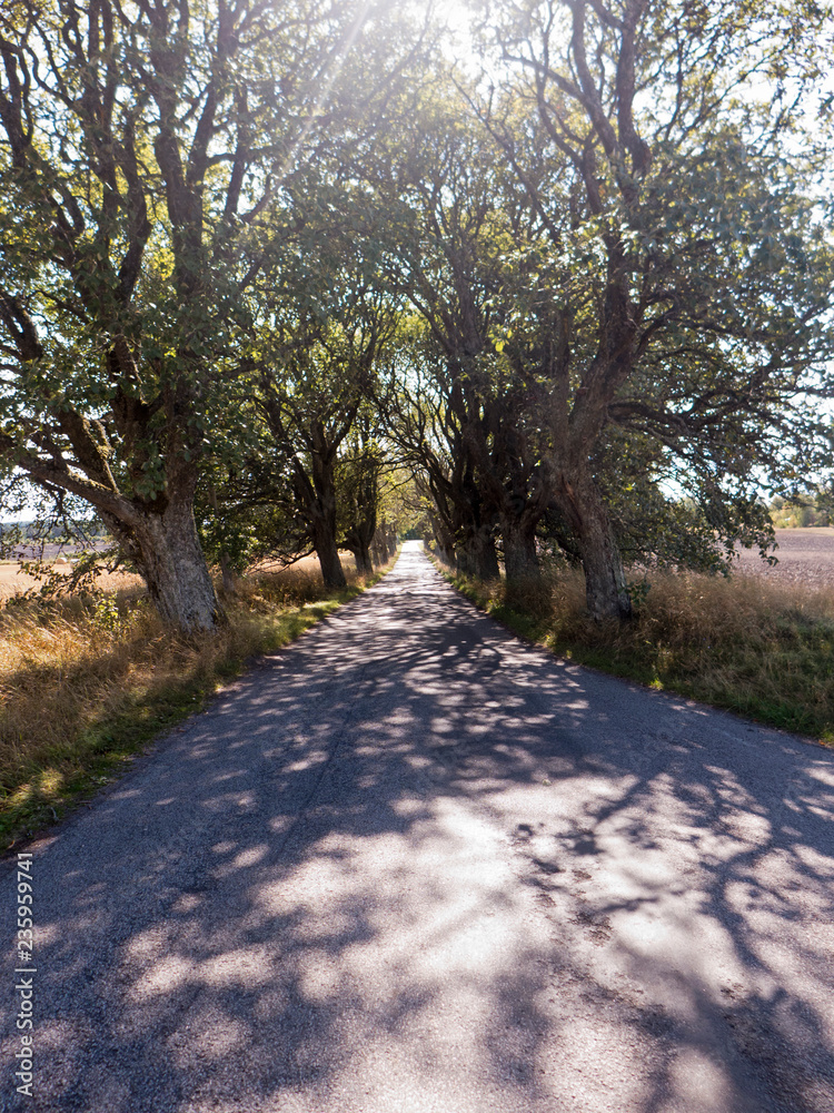 Fototapeta premium Eine Allee bringt im Sommer viel Schatten. Gesehen in der Nähe von Mariestad in Värmland Schweden