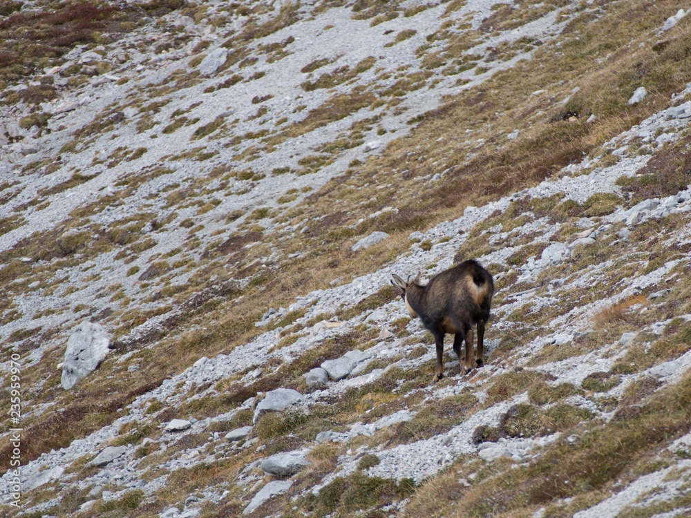 Fototapeta premium mountain goat in an alpine nature
