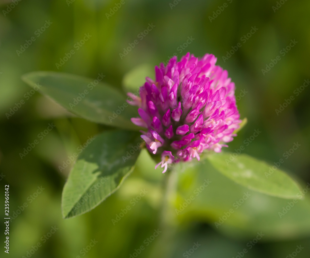 Trifolium pratense Trifolium pratense