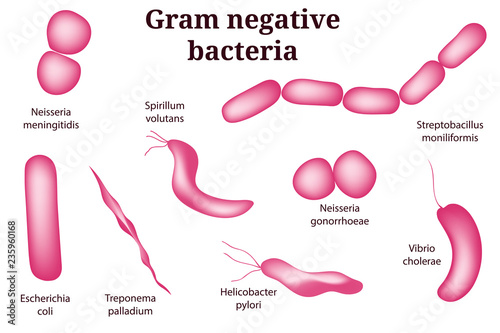 Hand drawn microbiology set. Arrangements of  Gram negative bacterial microorganism. photo