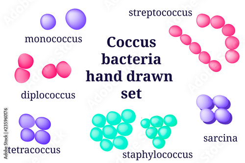 Arrangements of coccus bacterial microorganism. photo