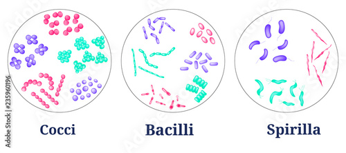 Arrangements of bacterial microorganism in Petri dish. 