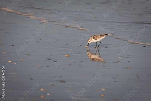 Shore Birds © Cheryl